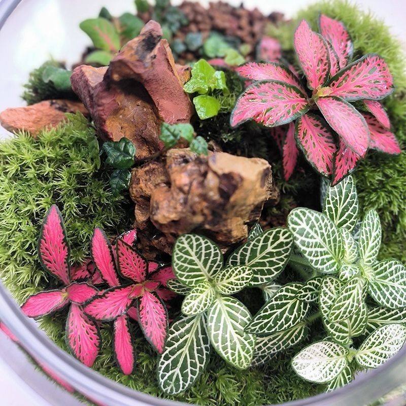 单株网纹草迷你微景观水陆缸diy盆栽造室内迷你绿植小型花卉桌面,鲜花速递/花卉仿真/绿植园艺,海藻球,淘宝优惠券,粉丝福利购,淘宝优惠卷