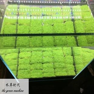 水草时代水下叶牛毛趴爬地迷你矮珍珠天湖葵挖耳鱼缸造景前景皮坪
