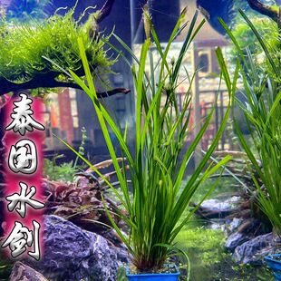 泰国水剑小坨草鱼缸造景好养耐活新手阴性水草无需底沙吸收氨氮