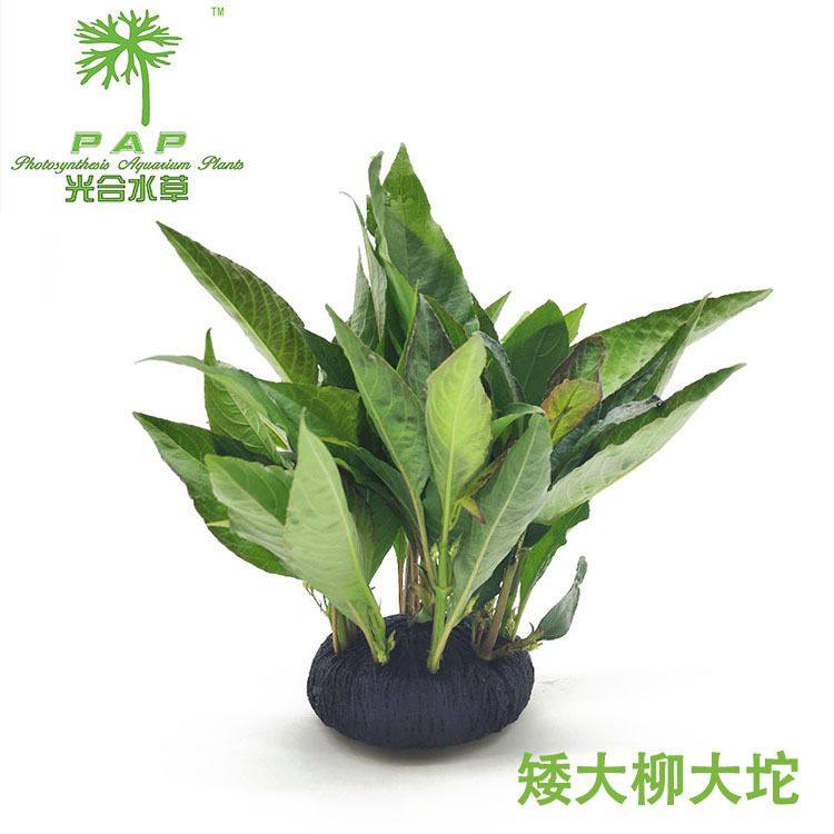矮大柳大坨鲜活水草活体真水草鱼缸造景装饰后景草,宠物/宠物食品及用品,造景/装饰,淘宝优惠券,粉丝福利购,淘宝优惠卷