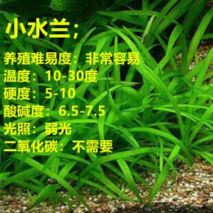 小水兰水草新鲜好养易活水下叶水陆鱼缸增氧草缸阴性前景真水草