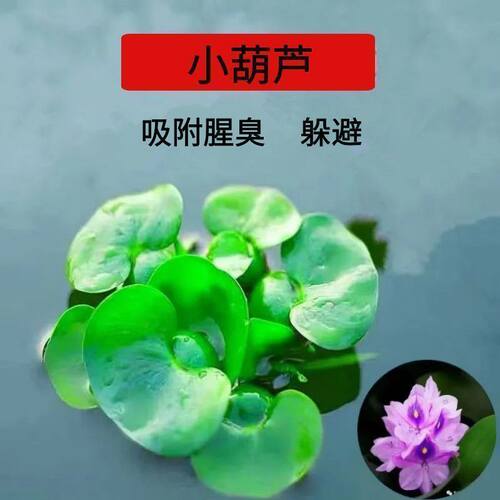 浮萍水草水葫芦养鱼龟虾