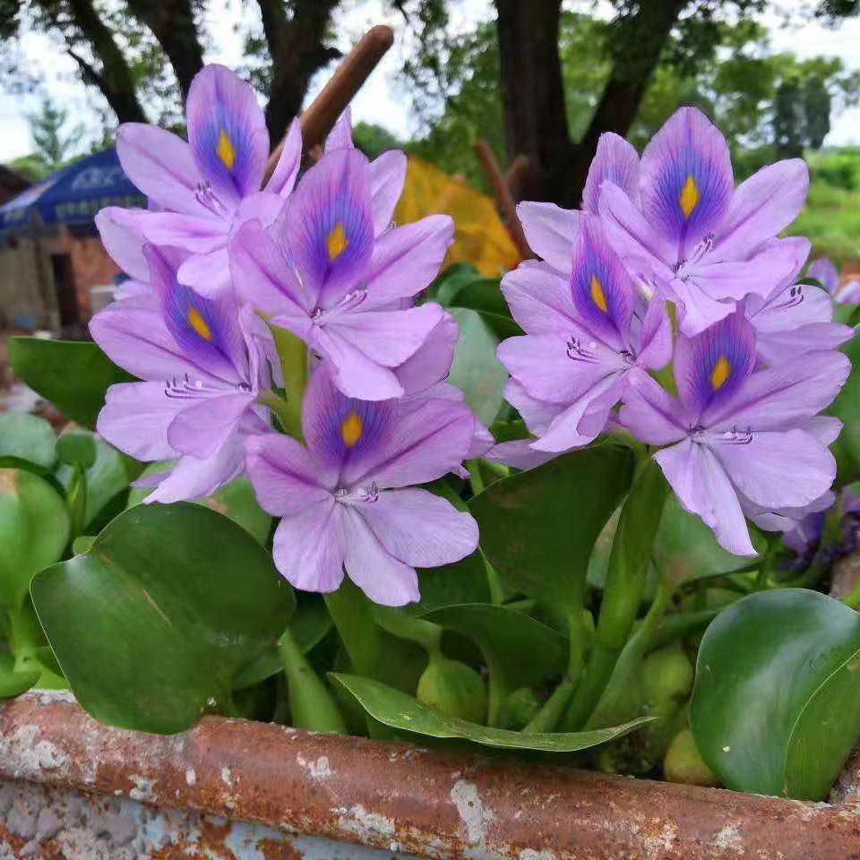 水葫芦水生新鲜植物鱼缸池塘养鱼养虾养龟造景净化水质遮阳水草,宠物/宠物食品及用品,造景/装饰,淘宝优惠券,粉丝福利购,淘宝优惠卷