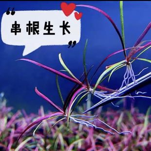 南美红针叶皇冠自养水下叶草坪造景好养活中前景草缸造景