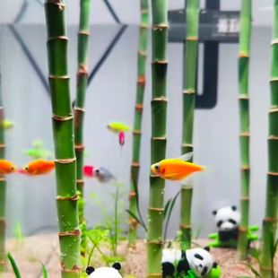 鱼缸造景水草富贵竹绿植水中植物水养成品增氧水草水培摆件真草