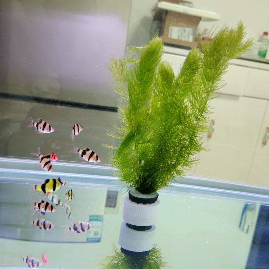 金鱼藻水草鱼缸造景增氧净化水质鱼虾躲避鲜活水草绿菊金鱼草,鲜花速递/花卉仿真/绿植园艺,海藻球,淘宝优惠券,粉丝福利购,淘宝优惠卷
