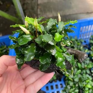 蓝精灵辣椒榕树脂沉木鱼缸造景水草场直发懒人水培增氧阴性淡水草