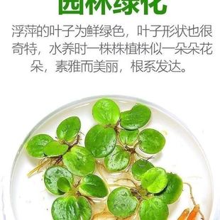 圆心水质净化水草鱼缸造景浮萍水培增氧兜兜槐叶
