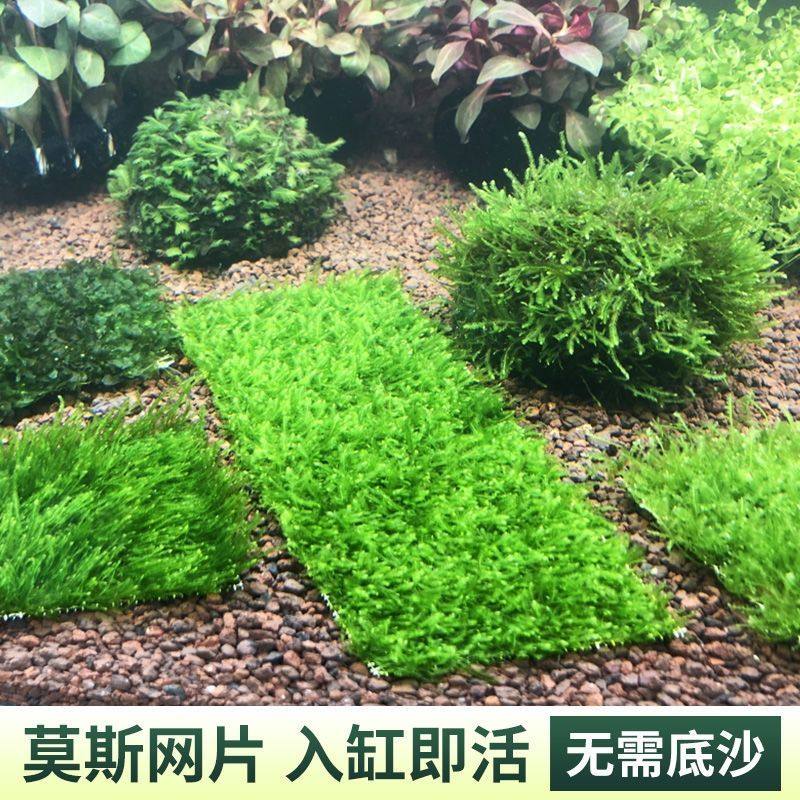 大三角莫斯草皮水草鱼缸造景垂泪松茸火焰美凤新手增氧水下植物,宠物/宠物食品及用品,造景/装饰,淘宝优惠券,粉丝福利购,淘宝优惠卷