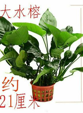 鱼缸造景活体植物大水榕