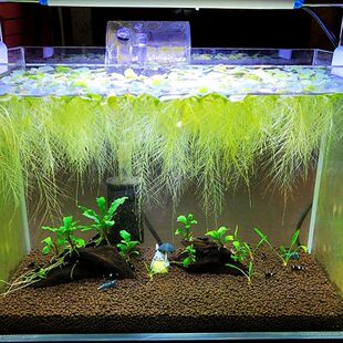 水芙蓉浮性水草养鱼净化水质除NO3鱼缸养鱼龟养虾蟹浮萍组合套餐