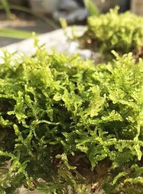 天然干苔藓蝴蝶兰铁皮石