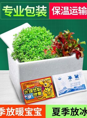 无菌杯水草丹麦红玫瑰大红叶血心兰牛毛小水兰室内水培红色懒人