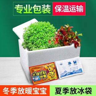 无菌杯水草丹麦红玫瑰大红叶血心兰牛毛小水兰室内水培红色懒人