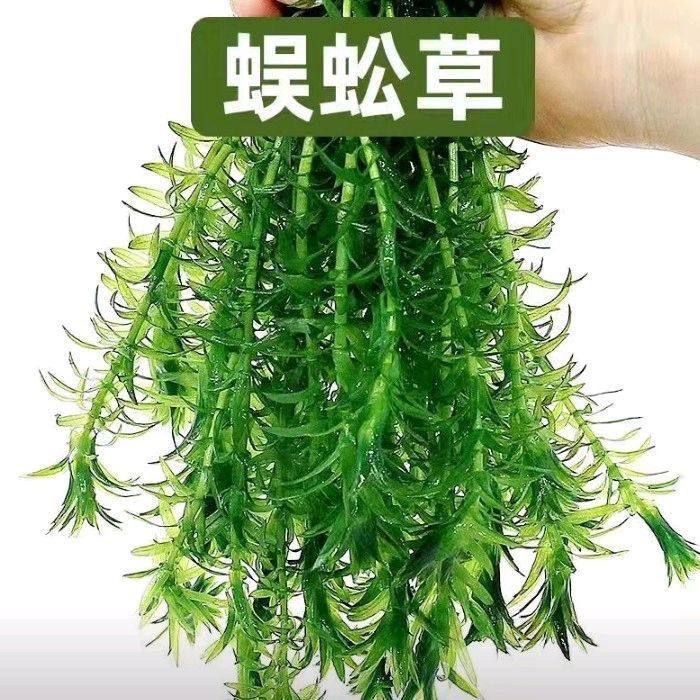 蜈蚣草50支鱼缸造景装饰新手级真水草好养耐活增氧淡水活体植物,鲜花速递/花卉仿真/绿植园艺,海藻球,淘宝优惠券,粉丝福利购,淘宝优惠卷