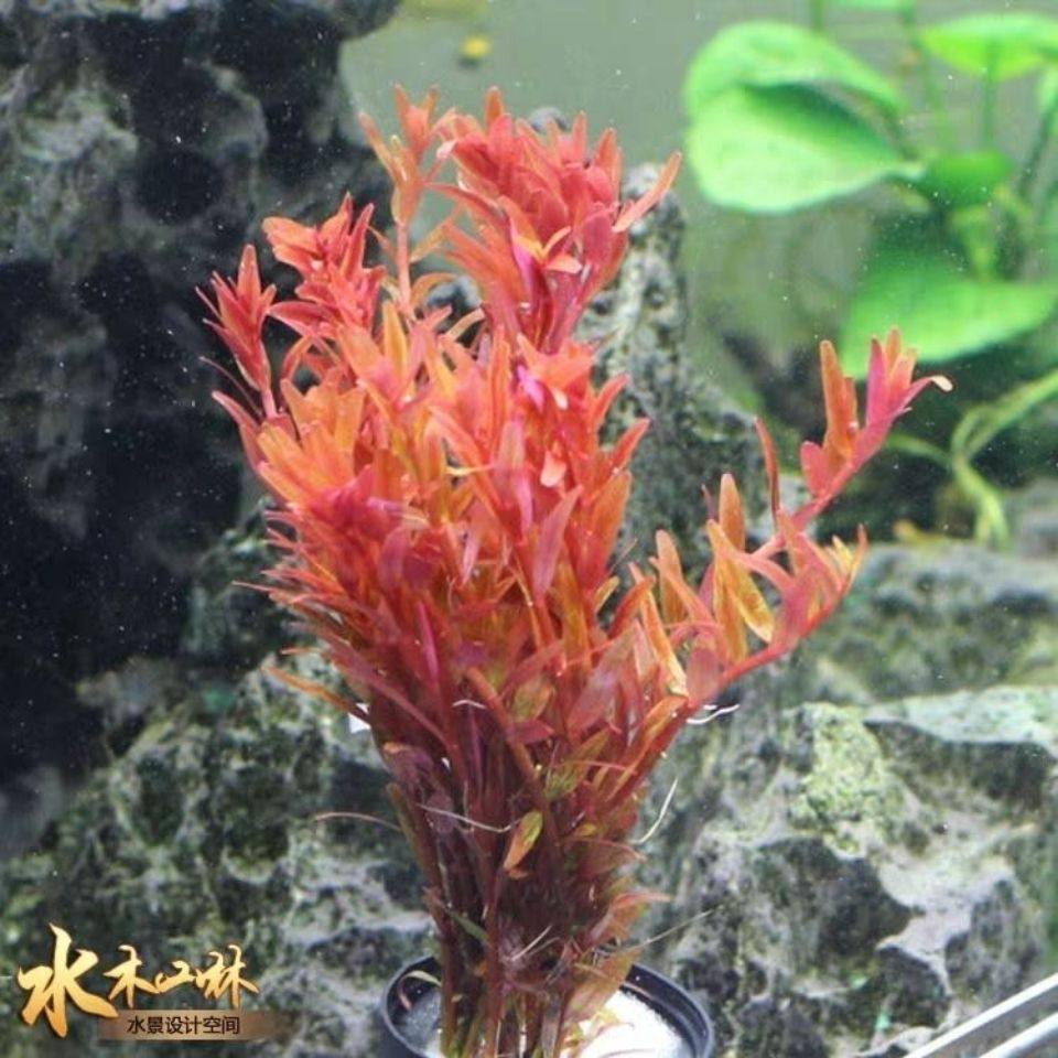 自养水下叶系列 红宫廷 丹麦血宫廷水草鱼缸水族造景活体红色水草,宠物/宠物食品及用品,造景/装饰,淘宝优惠券,粉丝福利购,淘宝优惠卷