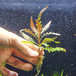 雨裂新手植物蓑衣丹麦宫廷水下阴性水草鱼缸造景懒人套餐后景净化