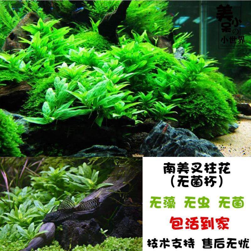 南美叉柱花无菌杯前景草迷你牛毛天湖葵迷你矮挖耳爬地 水草 造景,宠物/宠物食品及用品,造景/装饰,淘宝优惠券,粉丝福利购,淘宝优惠卷