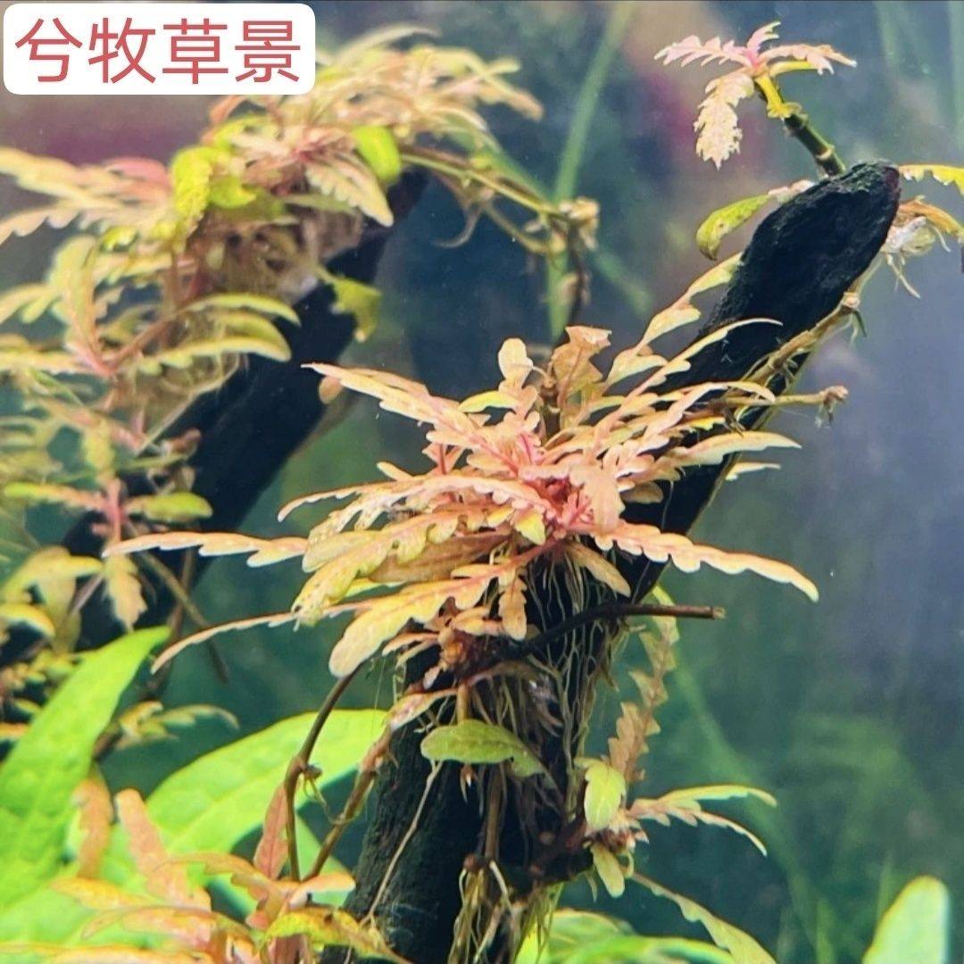 南美叉柱花前中景矮水草/小水兰鱼缸草缸造景水培南美针叶草坪景,鲜花速递/花卉仿真/绿植园艺,海藻球,淘宝优惠券,粉丝福利购,淘宝优惠卷