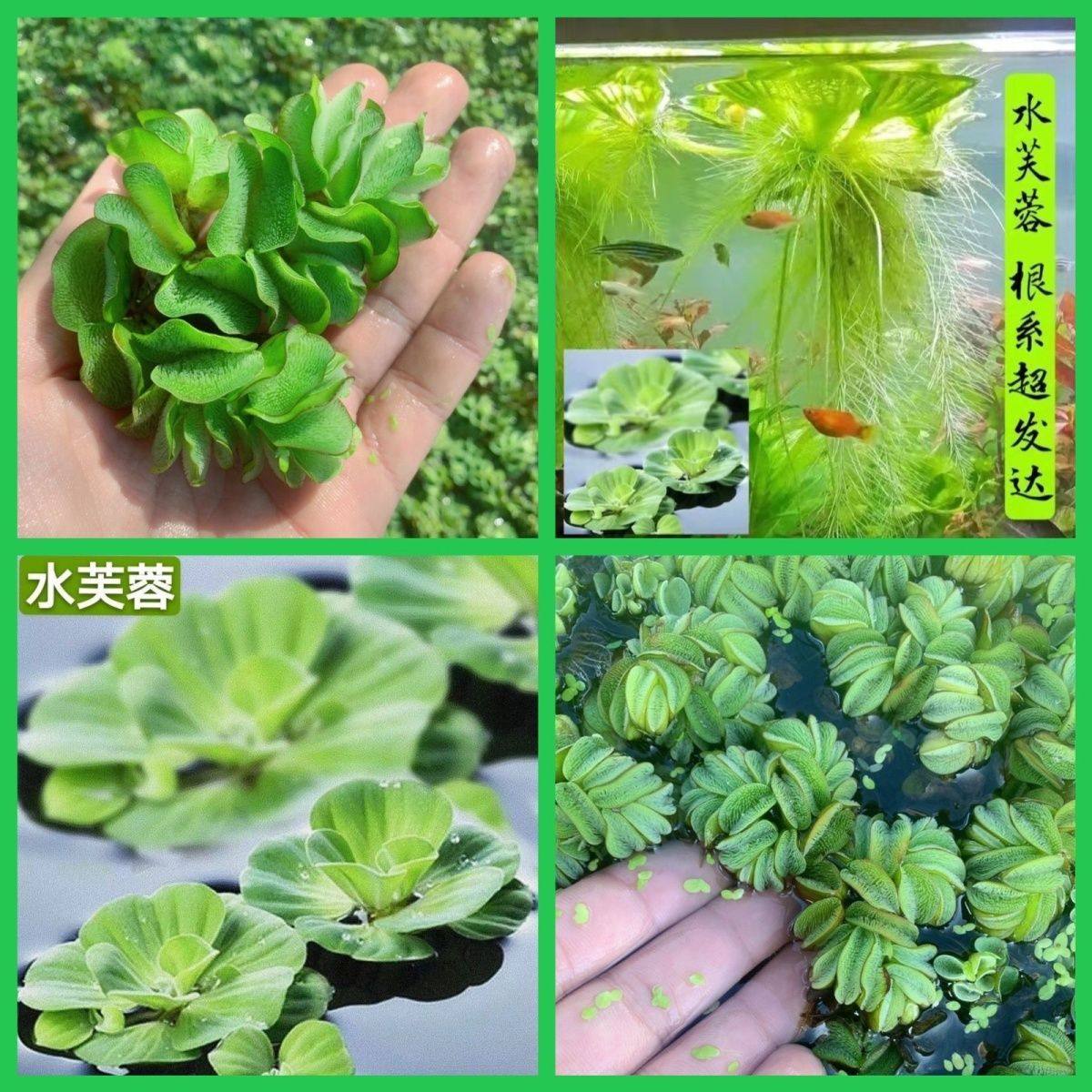 兔耳萍象耳萍水芙蓉乌龟缸鱼缸净化水质分解粪便宠物零食绿植浮萍,宠物/宠物食品及用品,造景/装饰,淘宝优惠券,粉丝福利购,淘宝优惠卷