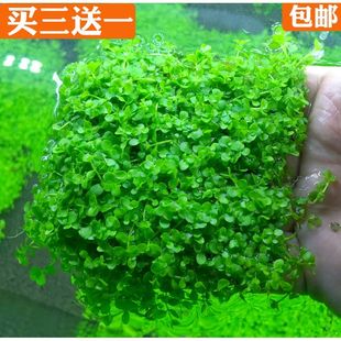 速成懒人造景活体水草爬地矮珍珠大珍珠网片鱼缸装饰前景草坪包邮