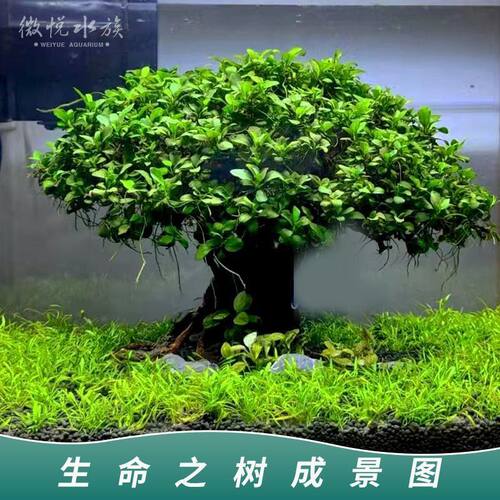 小叶榕水草前景矮生命之