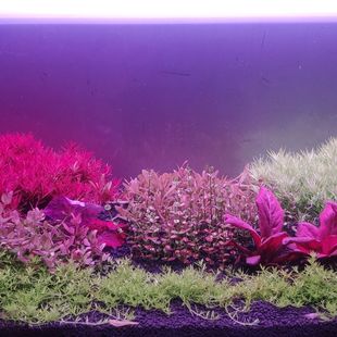 新手丹麦血红宫廷绿宫廷水下叶打头草套餐组合中后景草荷兰景开缸