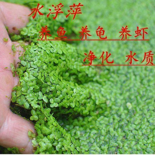 水生植物小叶芝麻紫背浮萍养鱼养龟水草鱼缸造景天然营养食物水草,鲜花速递/花卉仿真/绿植园艺,海藻球,淘宝优惠券,粉丝福利购,淘宝优惠卷