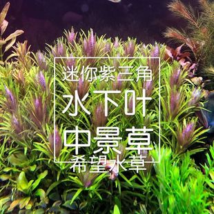 迷你紫三角水草水下叶荷兰景草缸活体淡水植物前景中景草稀有植物