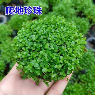 坨草爬地矮珍珠前景阴性新手水草懒人增氧净化鱼缸水质