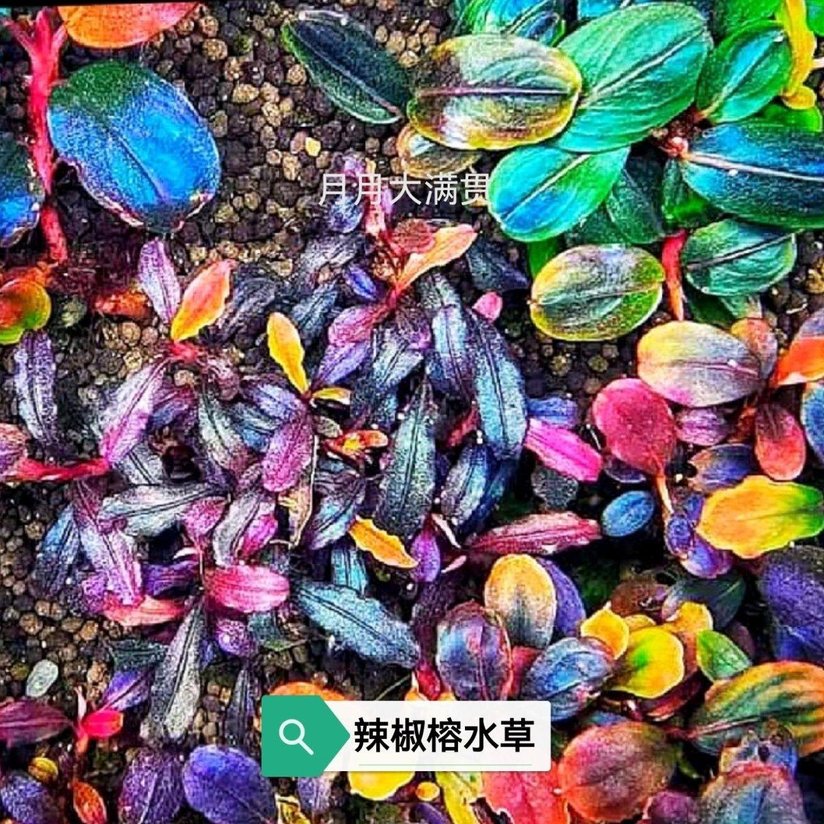野生辣椒榕水草 蓝精灵幽灵布朗尼辣椒榕 无碳可养草缸粘木头石头,宠物/宠物食品及用品,造景/装饰,淘宝优惠券,粉丝福利购,淘宝优惠卷