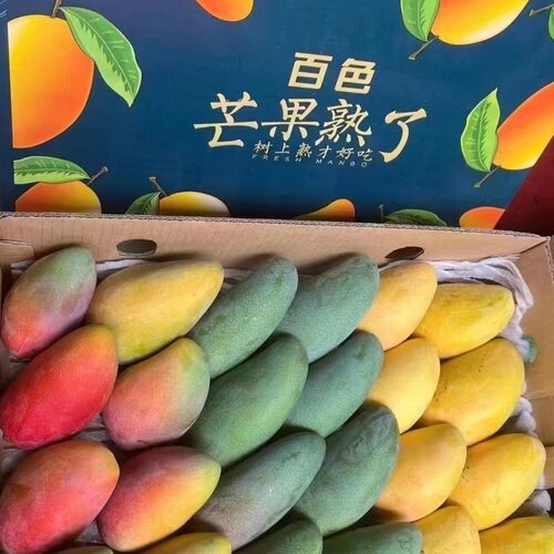 广西百色小台农芒9斤装可顺丰