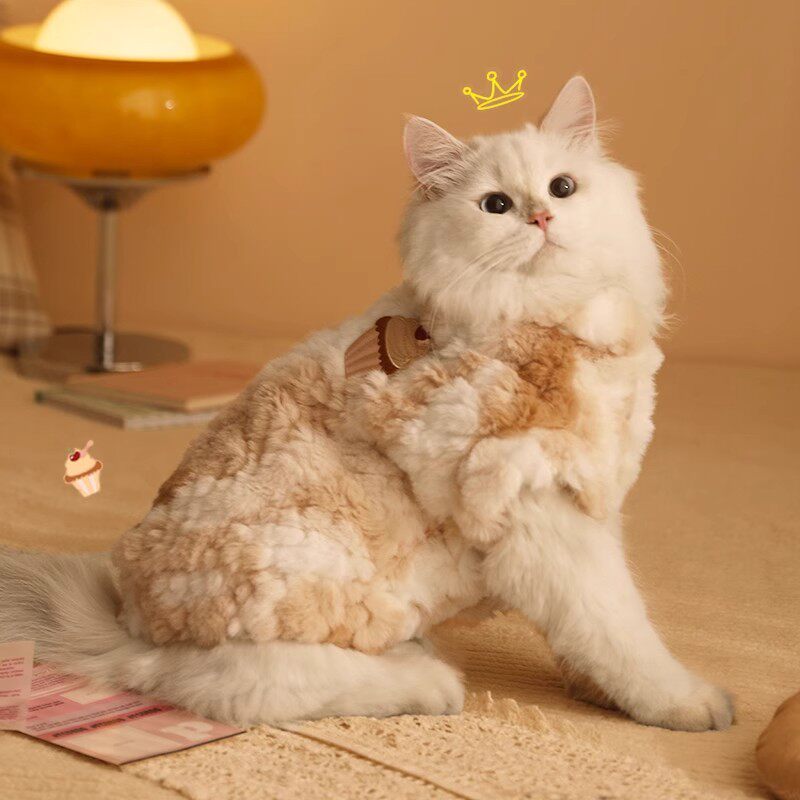 猫咪衣服冬季防掉毛布偶猫蓝猫幼