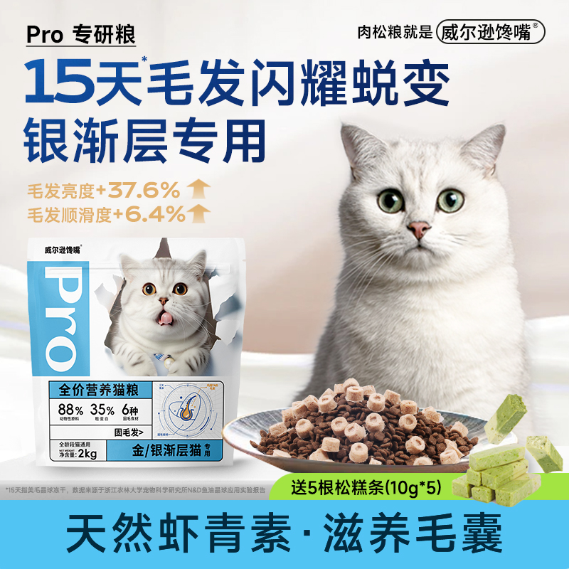 威尔逊馋嘴银渐层幼成猫改善掉毛
