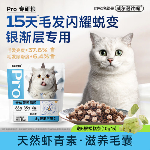 威尔逊馋嘴银渐层幼成猫改善掉毛