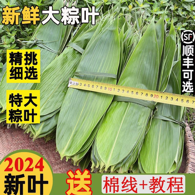 顺丰粽子叶新鲜精选粽叶大号商家用免邮包粽子的叶子端午干叶批发