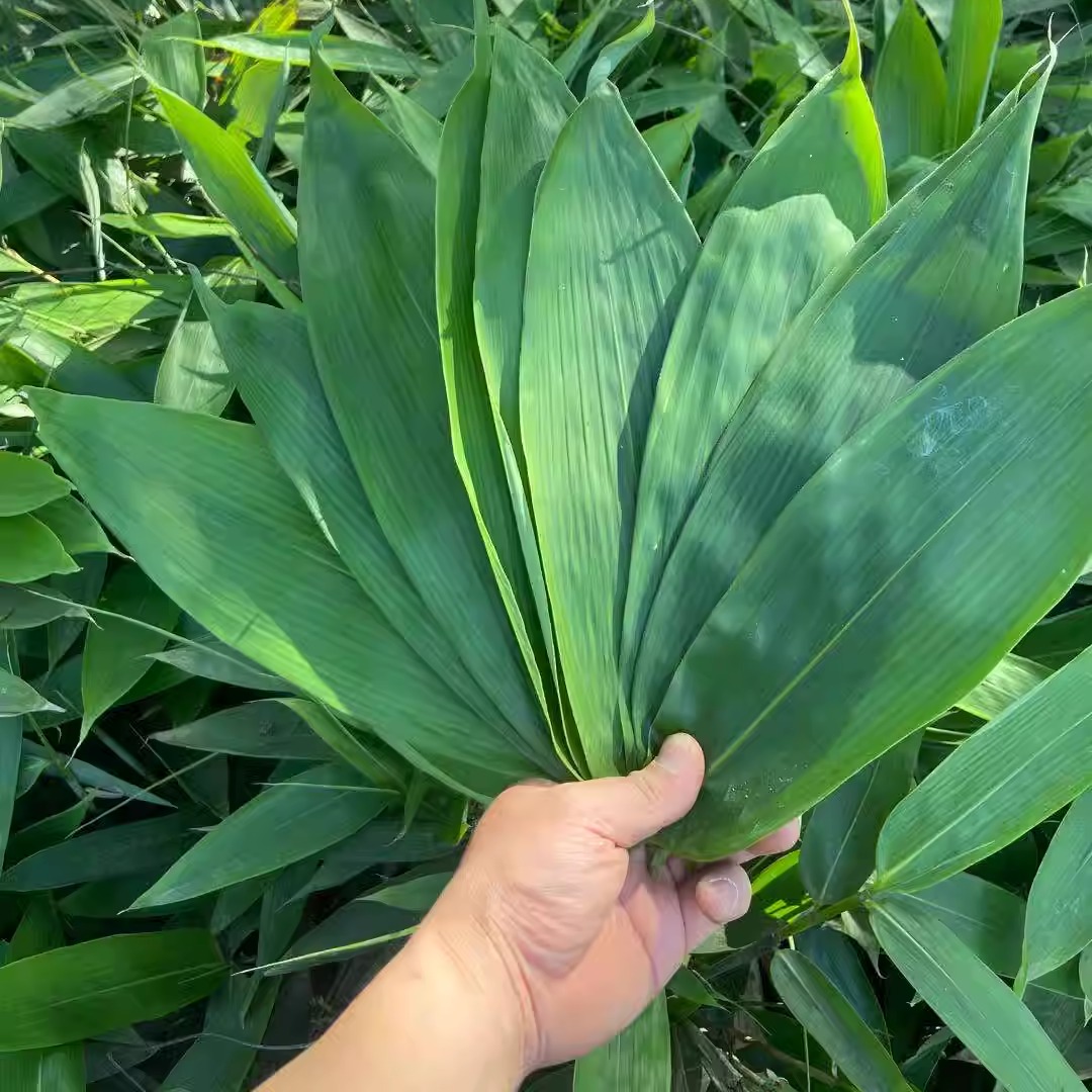 【朕馋了干粽叶】箬叶粽子叶子新鲜大号竹叶野生商用非芦苇叶送绳