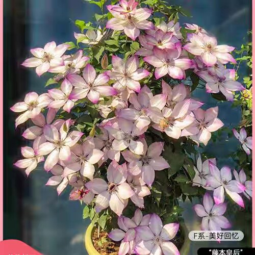 龙龙月季园艺 美好回忆 铁线莲f系列阳台庭院楼顶四季藤本花卉