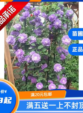 铁线莲二类早花円空瑞贝卡美登丽魔法喷泉约瑟芬宽瓣皇帝啤酒吉娜