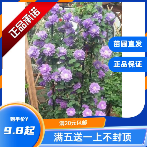 月季园艺铁线莲重瓣攀援庭院爬藤