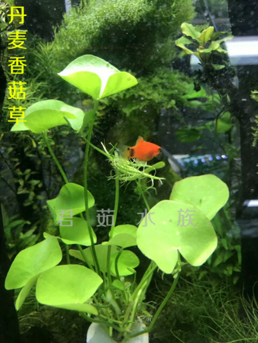 丹麦大香菇  经典怀旧水草鱼缸草缸装饰造景活体植物后景水下叶