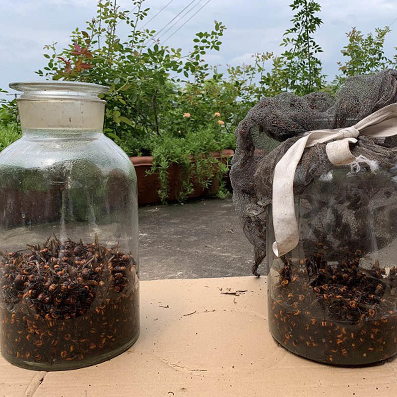 大虎头蜂活体视频现泡金环大马蜂鸡笼蜂土地蜂老胡蜂大黄蜂黑蜂