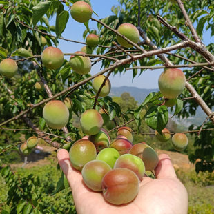 高山胭脂梅5斤新鲜青梅鲜果黄梅青梅果泡酒梅子露酵素梅酸梅