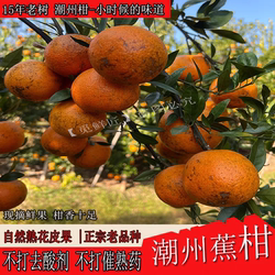 甘甜多汁】正宗老树潮州柑沃柑甘甜柑橘当季新鲜橘子老树花皮整箱