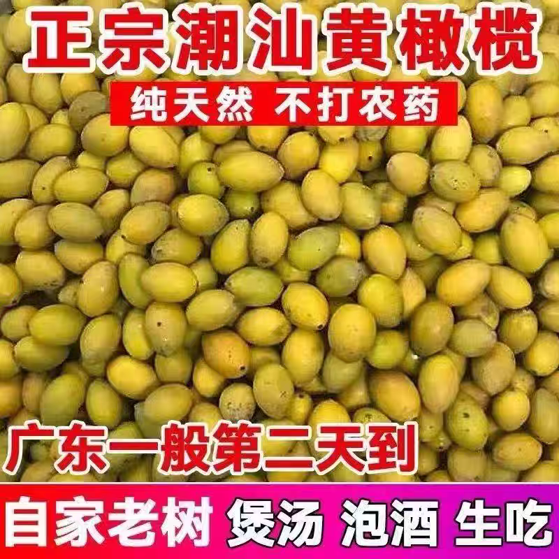 生吃泡酒煲新鲜青黄橄榄