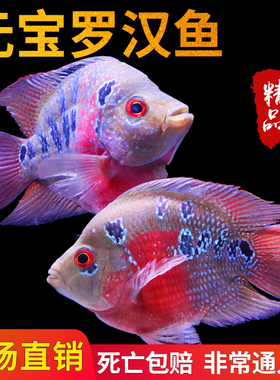 热带观赏鱼麒麟鱼鹦鹉鱼风水鱼麒麟罗汉血鹦鹉元宝罗汉宠物活体鱼