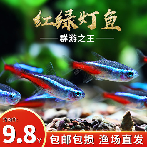 红绿灯鱼群游灯科鱼热带观赏鱼