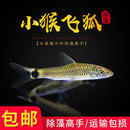 小猴飞狐鱼除藻淡水草缸观赏鱼活体专清丝藻刚毛藻克星工具鱼