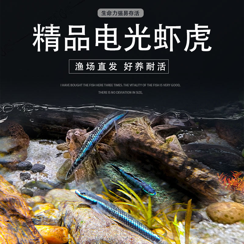 电光虾虎电光枝桠虾虎原生鱼除藻清洁鱼热带观赏鱼可爱温和虾虎鱼