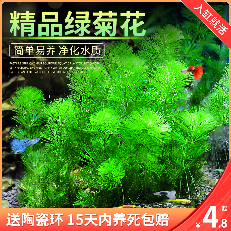 鱼缸造景真水草绿菊花蜈蚣草缸植物活体懒人新手增氧净水中后景草